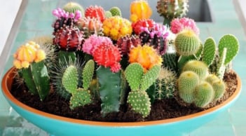 Trưng cây cảnh phong thủy chuẩn từng vị trí trong nhà, để mang lại hiệu quả như ý