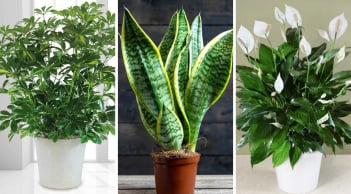 Ô nhiễm không khí ở ngưỡng tím, độc hại: Trồng ngay 6 loại cây xanh giúp lọc sạch không khí, bụi mịn