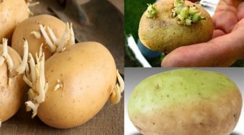3 thực phẩm mọc mầm nên vứt ngay kẻo rước bệnh