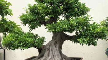 Nhà trồng 3 loại cây cảnh này để kích hoạt vận khí tốt, hút đầy tài lộc phú quý