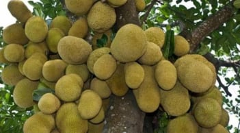 3 loại cây phong thủy giữ lộc như két sắt, chặt bỏ là mất tài vận