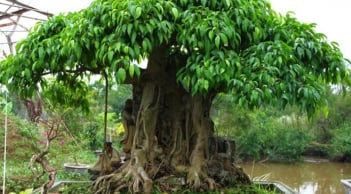 3 loại cây tránh đặt ở lối vào, để ngôi nhà hài hòa và mang năng lượng sống tích cực