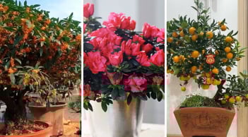 4 loại cây cảnh giới thượng lưu âm thầm trồng trong nhà: Kích hoạt tài lộc, thịnh vượng bền vững