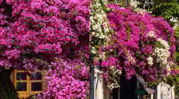 4 tuyệt chiêu giúp hoa giấy nở đúng Tết