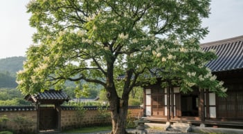 Loại cây trồng trước nhà hút may mắn, tích tài lộc, còn là vị thuốc dân gian quen thuộc