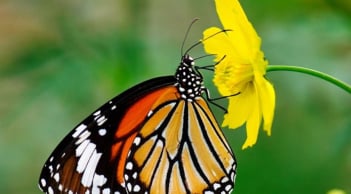 Trắc nghiệm tâm lý: Ấn tượng đầu tiên người khác có về bạn là gì?