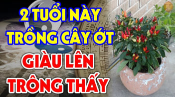 2 vị trí trồng ớt hút tài lộc vào nhà: Ai không biết thật đáng tiếc