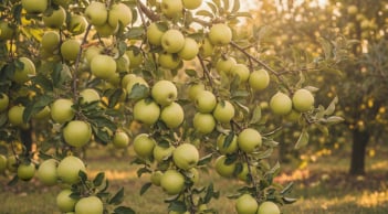 Loại quả được xếp “tốt nhất thế giới”, Việt Nam trồng bạt ngàn, có nơi thành đặc sản giá 80.000 đồng/kg