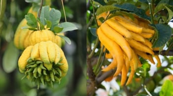 Người mệnh này Tết 2026 nên bày cây Phật Thủ trong nhà, năm mới cầu gì được nấy, tài lộc vô biên