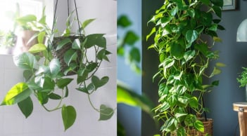 Trồng cây trầu bà trong nhà rất dễ và lọc bụi tốt nhưng phạm Đại Kỵ này dễ hao tài, rước họa