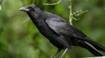 Con cái hỗn hào? Áp dụng ngay “Luật Quạ” - Bí quyết dạy con hiện đại vẫn giữ trọn quyền uy