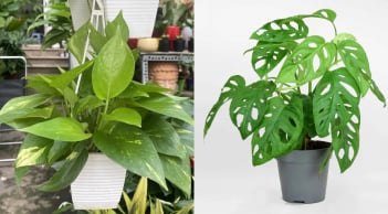 Người thuộc 3 mệnh này trồng cây trầu bà là ‘hổ mọc thêm cánh’, gánh lộc vào nhà