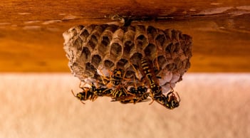 Nhà nào xuất hiện 3 hiện tượng tự nhiên này là điềm lành, báo hiệu tài lộc sắp đến