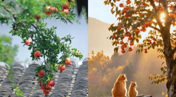 Vì sao người xưa nói: phía Đông trồng lựu là vàng, phía Tây trồng hồng là bạc?