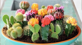 4 loại cây cảnh phá tài lộc không nên đặt ở phòng khác, nhiều nhà mắc sai lầm mà không biết