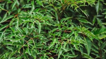 5 loại cây trấn trạch phổ biến ở Việt Nam: Giữ bình an cho ngôi nhà, đồng thời là “thuốc quý”