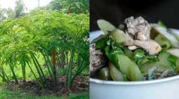 Cây dại ven bờ mương từng chỉ người nghèo mới ăn, nay thành đặc sản lạ giá 60.000 đồng/kg