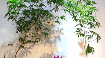 Loài cây này ai cũng biết, nhưng nó là “bảo vật phong thủy”, hóa vận xấu, giữ tài lộc thì ít người biết