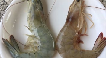 Người bán tôm tiết lộ: Cách phân biệt tôm nuôi và tôm tự nhiên cực dễ, ai cũng làm được