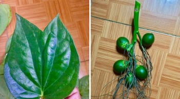 Tổ Tiên nói: 'Trầu hai ngọn, cau lại buồng', nhà ai có chắc chắn sẽ giàu, vì sao thế?