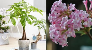 Các cụ dặn: Trồng 4 cây cảnh này trong nhà như “bảo vật phong thủy”, gia chủ quanh năm dư dả