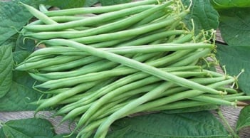 Loại đậu này rất giàu canxi, tốt cho xương khớp và chức năng gan thận