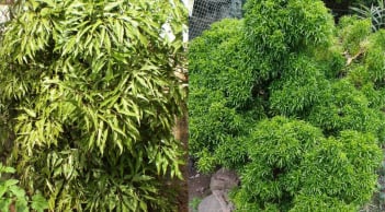 Trồng cây đinh lăng trước nhà: Trấn trạch an gia, người này càng trồng càng vượng lộc