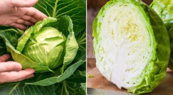 Bắp cải giàu dinh dưỡng nhưng có 4 nhóm người không nên ăn