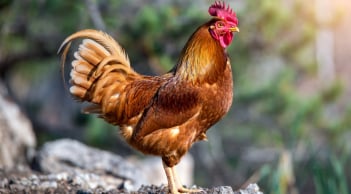 Ghen tị 3 con giáp cực đỏ dịp Tết Dương lịch 2026: Cuối năm đổi vận, tiền bạc tăng mạnh