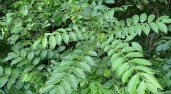 Loại lá xưa rụng đầy gốc không ai nhặt, nay thành “đặc sản” cho món nướng, giá tới 200.000 đồng/kg