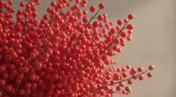 Tết 2026 chơi đào đông đỏ: Cành “trân châu” càng sai quả càng hút lộc