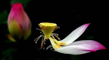 Vạn sự tùy duyên, chỉ cần quản tốt việc của bản thân, còn lại mọi việc hãy thuận theo nhân duyên