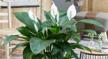 3 cây cảnh phong thủy quen thuộc với mọi nhà, vừa “hút” tài lộc, vừa tốt cho sức khỏe