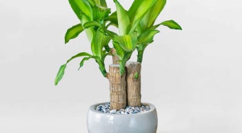 Cây phát tài: Biểu tượng của 'năng lượng sạch' trong nhà của người Nhật