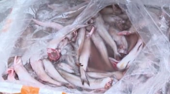 Cách nhận biết hải sản có ngậm hóa chất, formol đơn giản và chính xác