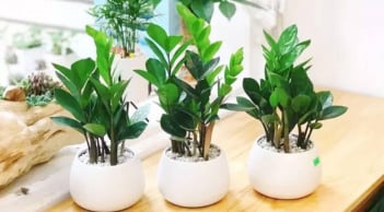 Quiz tính cách: Bạn thích loại cây xanh nào? Kết quả tiết lộ phúc báo và lòng tốt của bạn