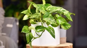 Tuổi này hợp trồng cây trầu bà, đặt trong nhà giúp lộc không bao giờ cạn