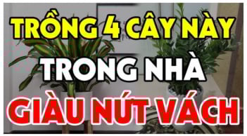 4 loại cây trồng trong nhà nào nhà đó giàu có