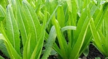 Loại rau giàu canxi gấp đôi sữa: Ăn sống hay nấu chín cũng giúp xương chắc khỏe