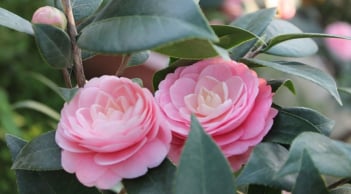 Trước hiên nhà trồng 1 cây này, vừa nở hoa siêu đẹp, lại đón tài lộc vào nhà, vừa là vị thuốc quý