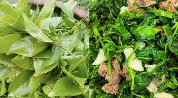 Rau mít rừng – Hương vị núi rừng trong bữa cơm người Mường Phú Thọ