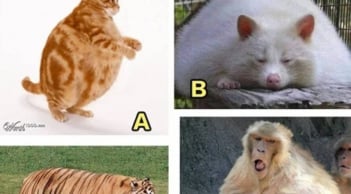 Trắc nghiệm vận may tiền bạc: bạn còn thiếu yếu tố nào để giàu có?