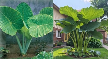 Vì sao phong thuỷ khuyên trồng cây lá to trong nhà để hút tài lộc, còn cây lá nhọn nên tránh?