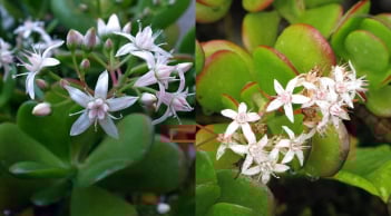 4 cây trong nhà ra hoa Lộc đến - Tiền về, số 1 nhiều người không biết lại nhổ bỏ