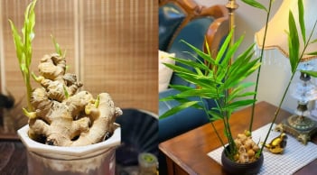 Tết 2026 nên bày 3 loại cây này trong nhà để hút tài lộc, cả năm phát đạt