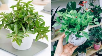 3 cây cảnh phong thủy mới lạ nên có trong năm mới, để tài vận hanh thông