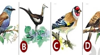 Trắc nghiệm tính cách: Khám phá bạn là ai trong thế giới rộng lớn này