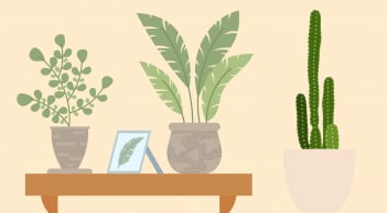 3 loại cây nhìn xanh tốt nhưng người xưa không đặt trong nhà, đừng cố ý làm trái