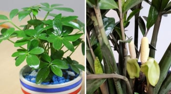 Năm 2026 nên trồng cây gì trước nhà để thu hút may mắn, tiền tài?