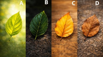 Quiz: Chọn một chiếc lá để biết bạn giàu nhất ở độ tuổi nào